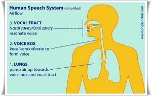 human speech system diagram